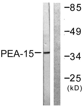 PEA-15 antibody