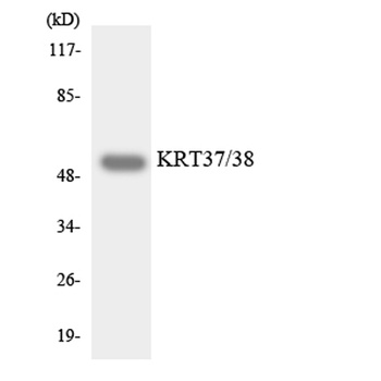Keratin 37/38 rabbit pAb