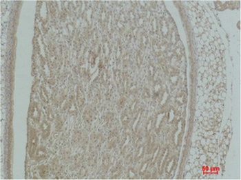 Actinin-α1 rabbit pAb