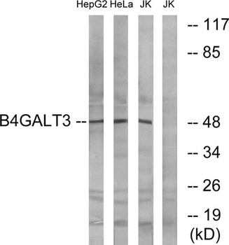 beta-1,4-Gal-T3 antibody