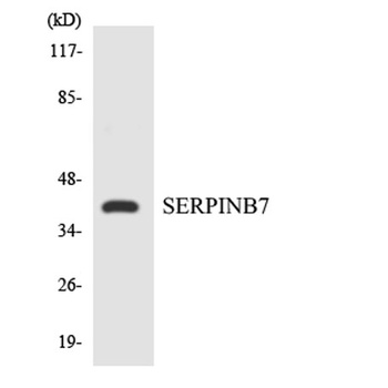 Megsin antibody