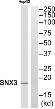 SNX3 rabbit pAb