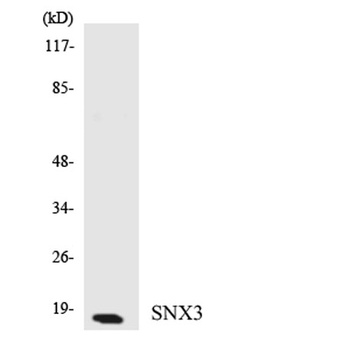 SNX3 rabbit pAb