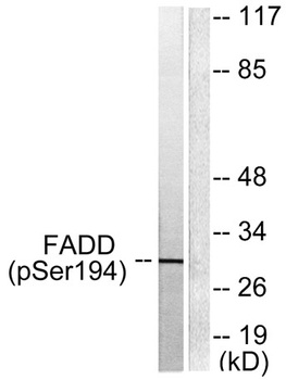 FADD (phospho Ser194) rabbit pAb