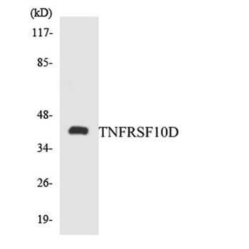 CD264 antibody