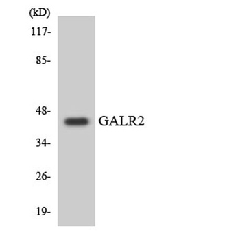 GALR2 rabbit pAb