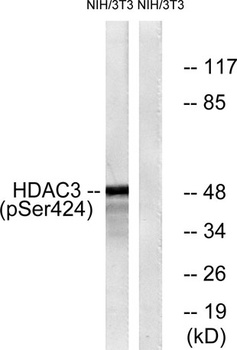HDAC3 (phospho Ser424) rabbit pAb