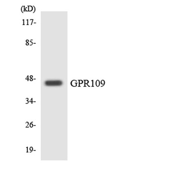 GPR109A antibody