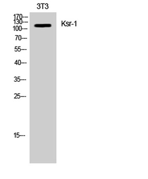 Ksr-1 rabbit pAb Antibody