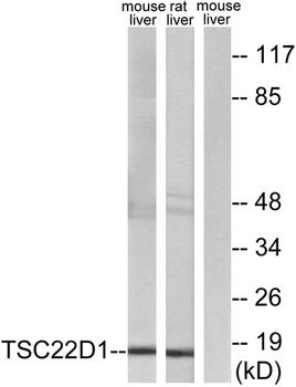 TSC-22 antibody
