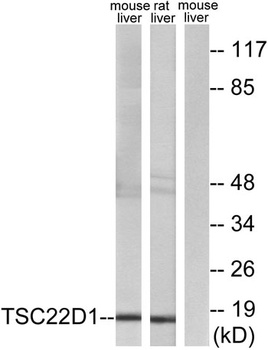 TSC-22 rabbit pAb