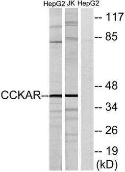 CCK-AR rabbit pAb
