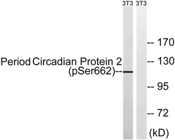 Per2 (phospho Ser662) rabbit pAb