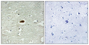 Per2 antibody