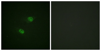 Cdc16 (phospho Ser560) rabbit pAb