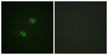 Cdc16 (phospho-Ser560) antibody