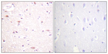 Cdc16 (phospho-Ser560) antibody