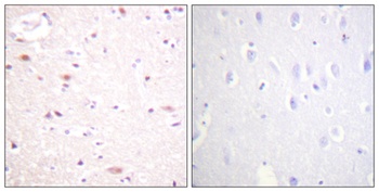 Cdc16 (phospho Ser560) rabbit pAb