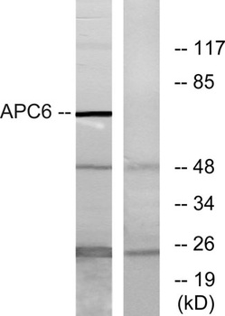Cdc16 rabbit pAb