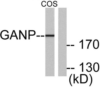 GANP antibody