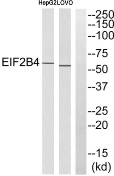 eIF2Bδ rabbit pAb Antibody