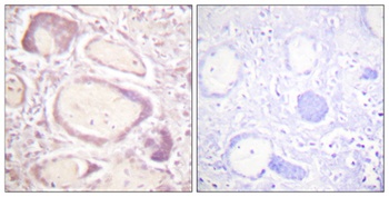 Cyclin B1 (phospho Ser147) rabbit pAb