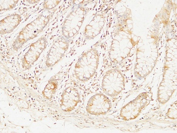 Bcl-10 rabbit pAb