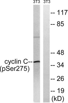 Cyclin C (phospho-Ser275) antibody