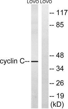 Cyclin C rabbit pAb Antibody