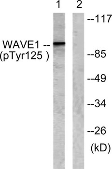 WAVE1 (phospho-Tyr125) antibody