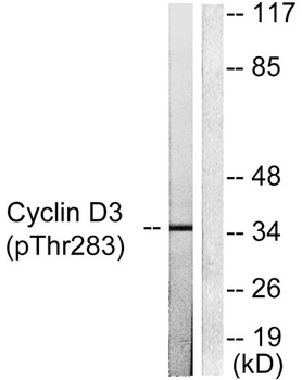 Cyclin D3 (phospho-Thr283) antibody