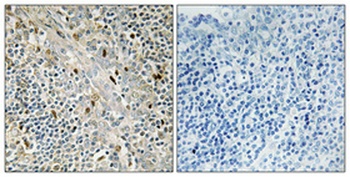 Cyclin D3 antibody