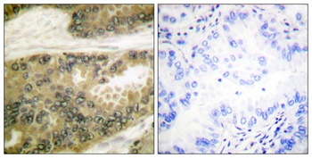 Cyclin D3 antibody