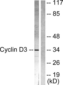 Cyclin D3 rabbit pAb