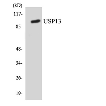 USP13 antibody