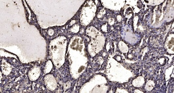 Neuron Navigator 1 rabbit pAb