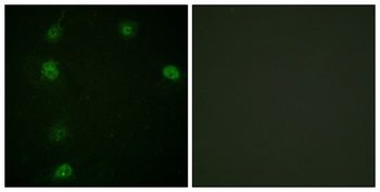 Cyclin E1 (phospho-Thr77) antibody
