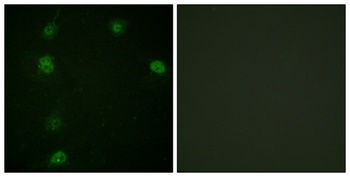 Cyclin E1 (phospho Thr77) rabbit pAb