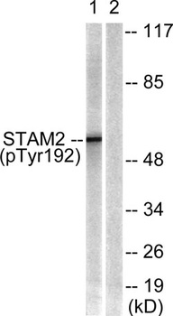 STAM2 (phospho-Tyr192) antibody