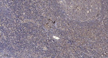 STAM2 (phospho Tyr192) rabbit pAb