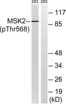 MSK2 (phospho Thr568) rabbit pAb