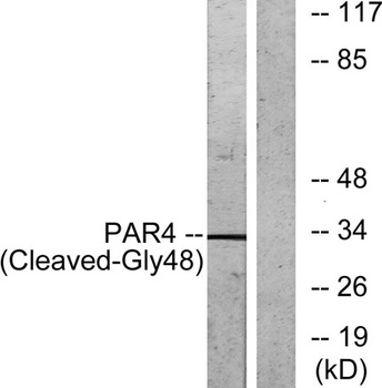 Cleaved-PAR-4 (G48) rabbit pAb
