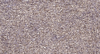 TAF I p48 rabbit pAb