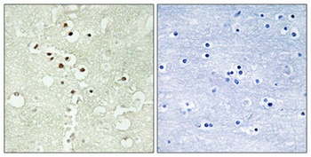 Cyclin H (phospho Thr315) rabbit pAb