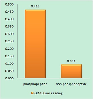 Cyclin H (phospho Thr315) rabbit pAb