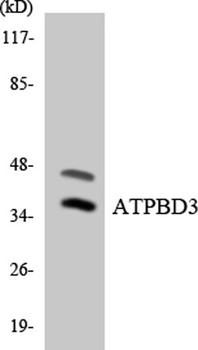 ATPBD3 rabbit pAb