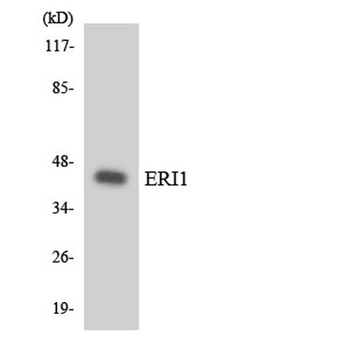 ERI1 rabbit pAb