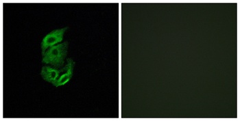 StARD13 antibody