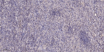 StARD13 antibody