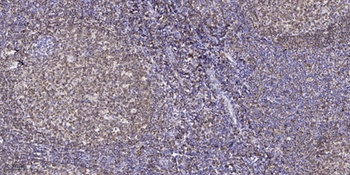 Claudin-6 (phospho Tyr219) rabbit pAb